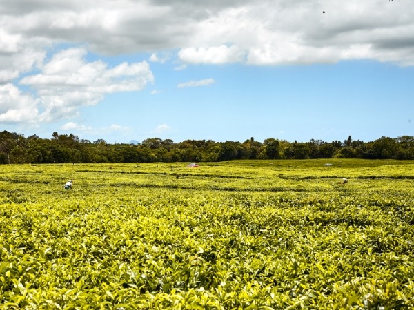 Bois Chéri Tea Plantation