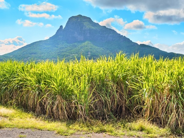 Sugar Cane Plantation in Mauritius