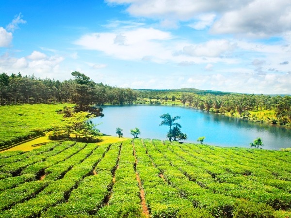 Tea Plantation in Mauritius